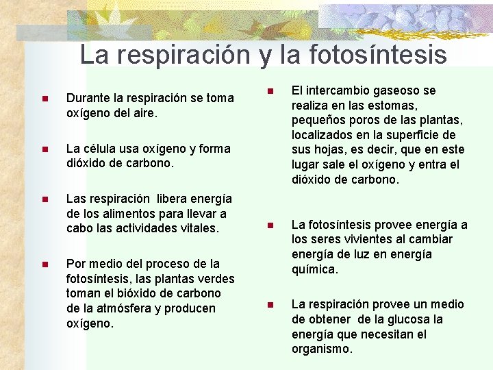 La respiración y la fotosíntesis n Durante la respiración se toma oxígeno del aire.