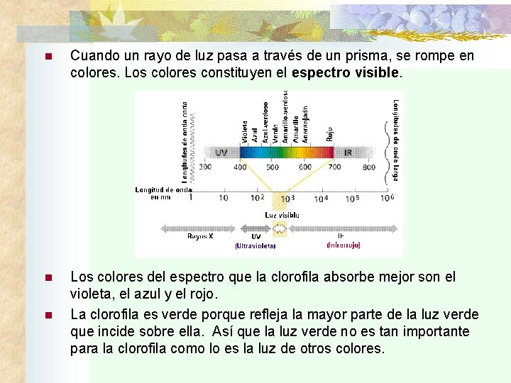 n Cuando un rayo de luz pasa a través de un prisma, se rompe