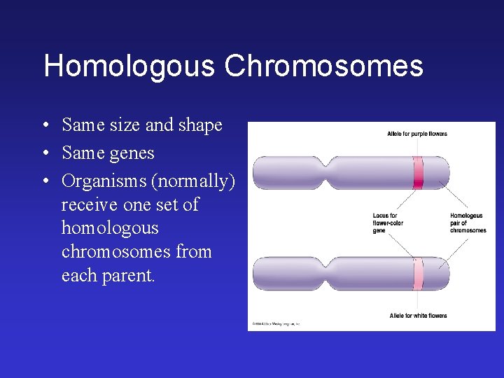 Homologous Chromosomes • Same size and shape • Same genes • Organisms (normally) receive Homologous Chromosomes • Same size and shape • Same genes • Organisms (normally) receive