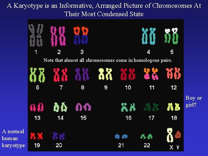 A Karyotype is an Informative, Arranged Picture of Chromosomes At Their Most Condensed State A Karyotype is an Informative, Arranged Picture of Chromosomes At Their Most Condensed State