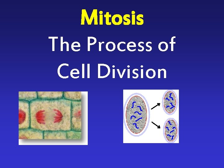 Mitosis The Process of Cell Division Mitosis The Process of Cell Division