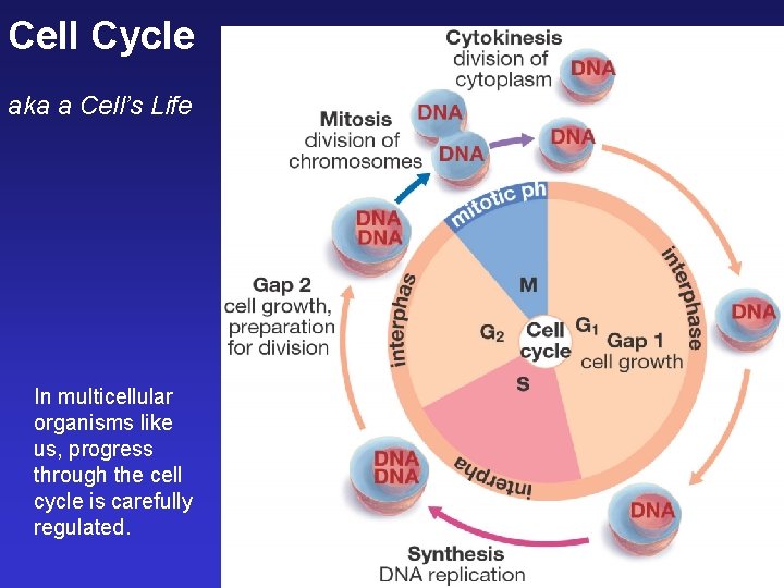 Cell Cycle aka a Cell’s Life In multicellular organisms like us, progress through the Cell Cycle aka a Cell’s Life In multicellular organisms like us, progress through the
