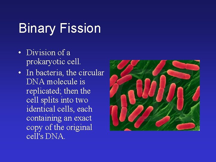 Binary Fission • Division of a prokaryotic cell. • In bacteria, the circular DNA Binary Fission • Division of a prokaryotic cell. • In bacteria, the circular DNA