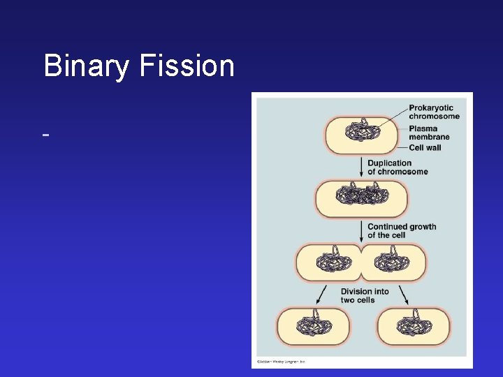 Binary Fission Binary Fission