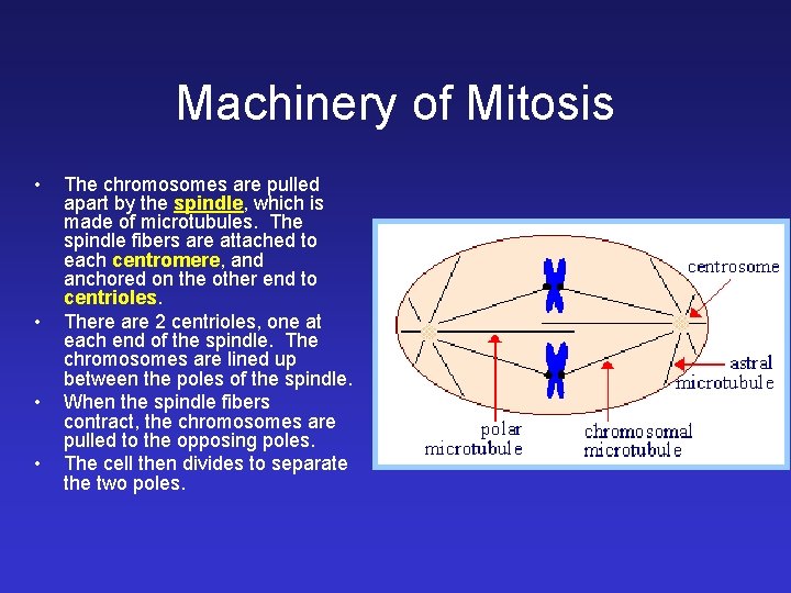 Machinery of Mitosis • • The chromosomes are pulled apart by the spindle, which Machinery of Mitosis • • The chromosomes are pulled apart by the spindle, which