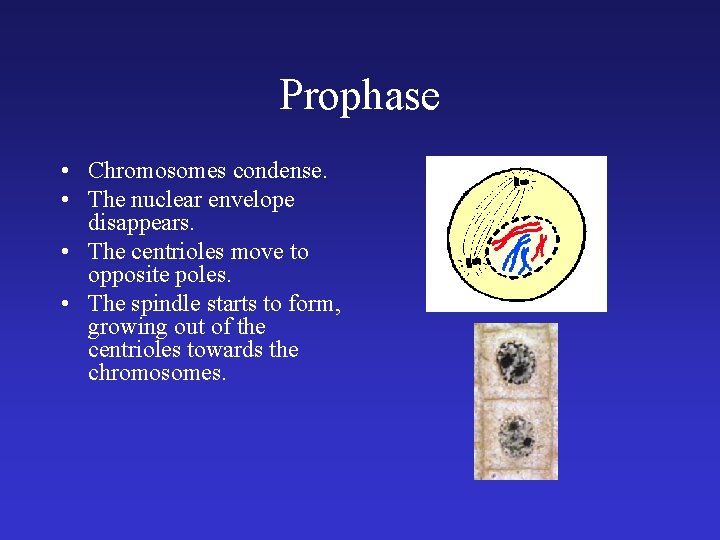 Prophase • Chromosomes condense. • The nuclear envelope disappears. • The centrioles move to Prophase • Chromosomes condense. • The nuclear envelope disappears. • The centrioles move to