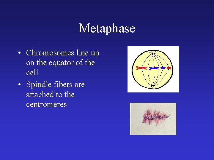 Metaphase • Chromosomes line up on the equator of the cell • Spindle fibers Metaphase • Chromosomes line up on the equator of the cell • Spindle fibers