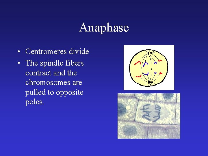 Anaphase • Centromeres divide • The spindle fibers contract and the chromosomes are pulled Anaphase • Centromeres divide • The spindle fibers contract and the chromosomes are pulled