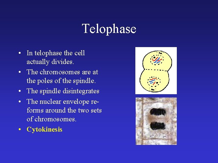 Telophase • In telophase the cell actually divides. • The chromosomes are at the Telophase • In telophase the cell actually divides. • The chromosomes are at the