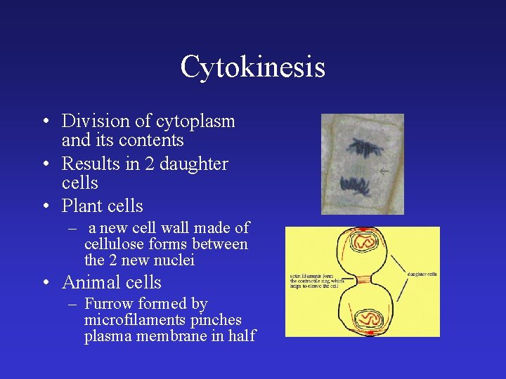 Cytokinesis • Division of cytoplasm and its contents • Results in 2 daughter cells Cytokinesis • Division of cytoplasm and its contents • Results in 2 daughter cells