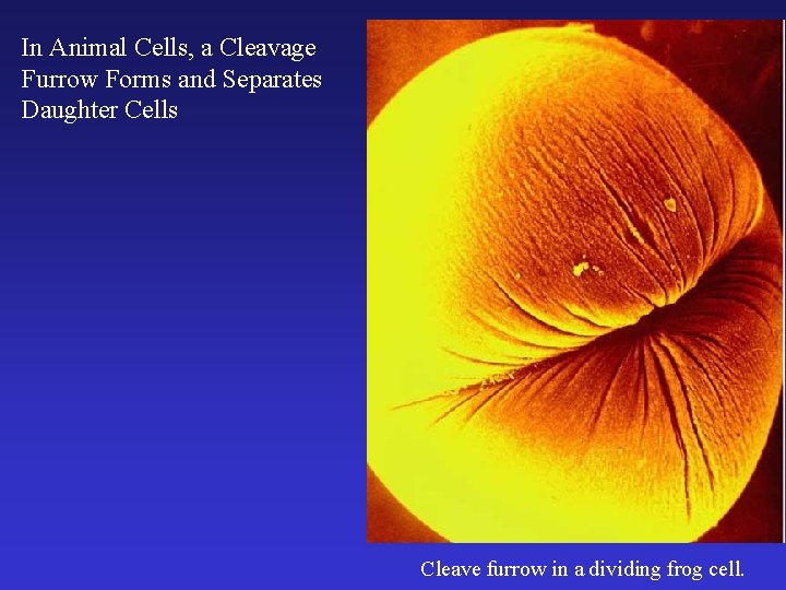 In Animal Cells, a Cleavage Furrow Forms and Separates Daughter Cells Cleave furrow in In Animal Cells, a Cleavage Furrow Forms and Separates Daughter Cells Cleave furrow in