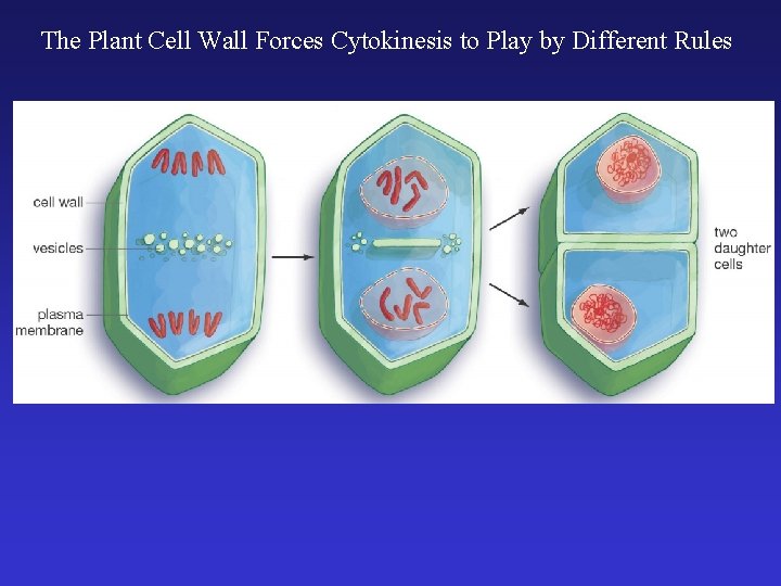The Plant Cell Wall Forces Cytokinesis to Play by Different Rules The Plant Cell Wall Forces Cytokinesis to Play by Different Rules
