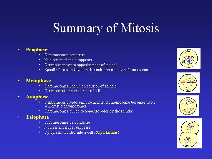 Summary of Mitosis • Prophase: • • • Chromosomes condense Nuclear envelope disappears Centrioles Summary of Mitosis • Prophase: • • • Chromosomes condense Nuclear envelope disappears Centrioles
