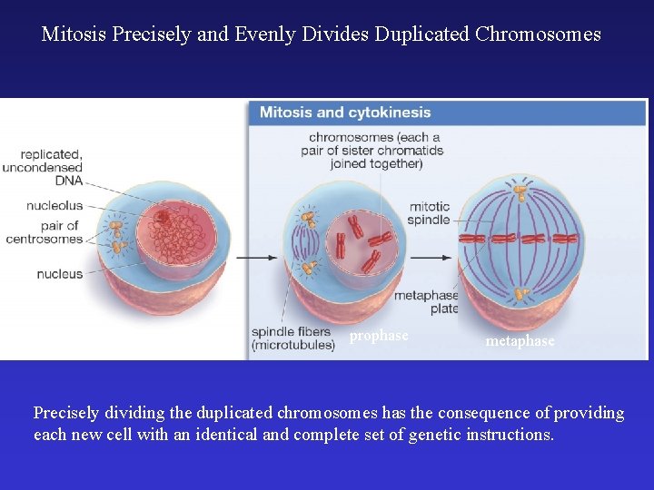 Mitosis Precisely and Evenly Divides Duplicated Chromosomes interphase prophase metaphase Precisely dividing the duplicated Mitosis Precisely and Evenly Divides Duplicated Chromosomes interphase prophase metaphase Precisely dividing the duplicated