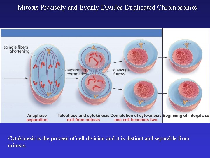 Mitosis Precisely and Evenly Divides Duplicated Chromosomes Cytokinesis is the process of cell division Mitosis Precisely and Evenly Divides Duplicated Chromosomes Cytokinesis is the process of cell division