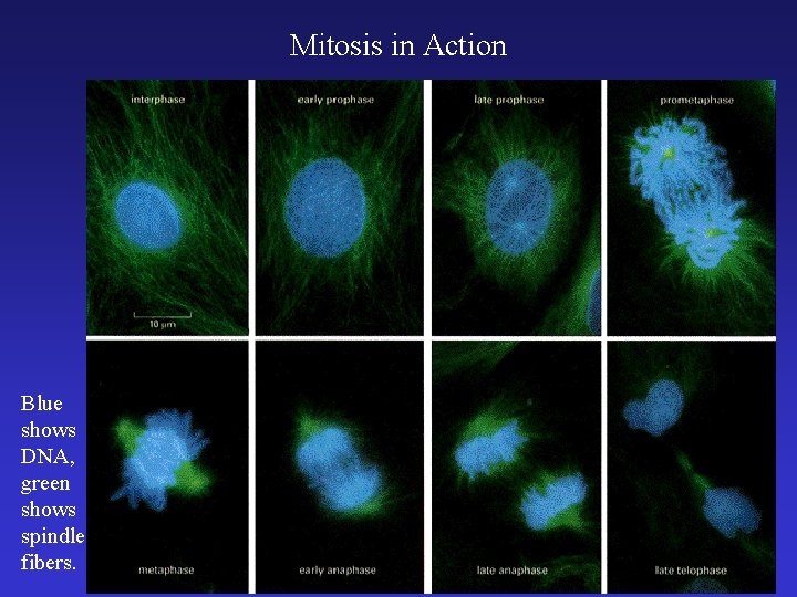 Mitosis in Action Blue shows DNA, green shows spindle fibers. Mitosis in Action Blue shows DNA, green shows spindle fibers.