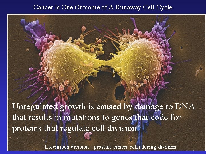 Cancer Is One Outcome of A Runaway Cell Cycle Unregulated growth is caused by Cancer Is One Outcome of A Runaway Cell Cycle Unregulated growth is caused by