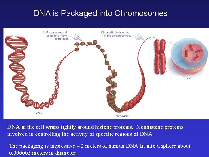 DNA is Packaged into Chromosomes duplicated chromosome chromatin DNA in the cell wraps tightly DNA is Packaged into Chromosomes duplicated chromosome chromatin DNA in the cell wraps tightly
