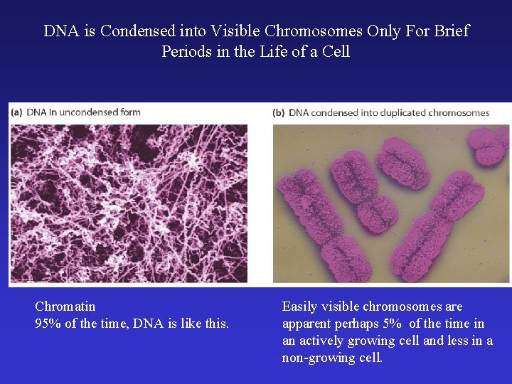 DNA is Condensed into Visible Chromosomes Only For Brief Periods in the Life of DNA is Condensed into Visible Chromosomes Only For Brief Periods in the Life of