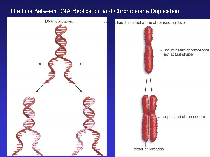 The Link Between DNA Replication and Chromosome Duplication The Link Between DNA Replication and Chromosome Duplication