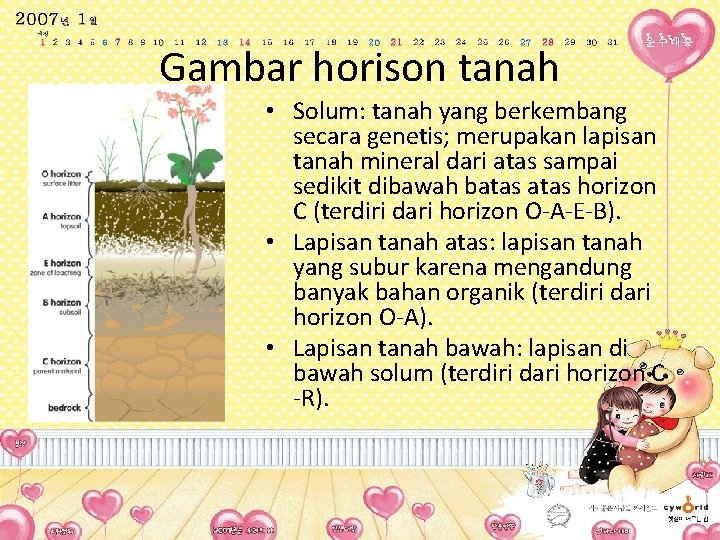 Gambar horison tanah • Solum: tanah yang berkembang secara genetis; merupakan lapisan tanah mineral