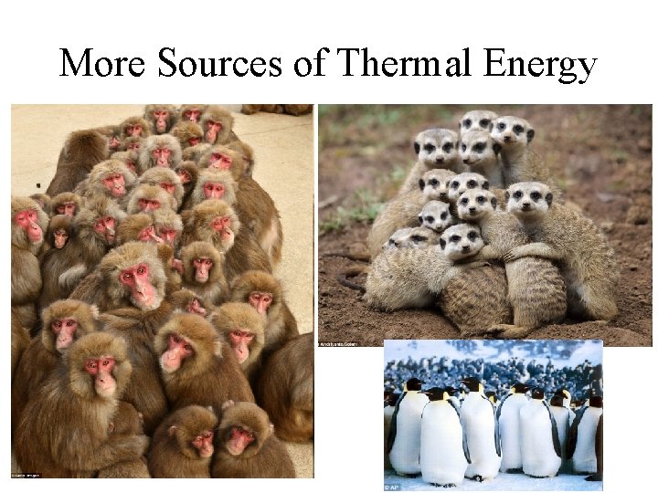More Sources of Thermal Energy 