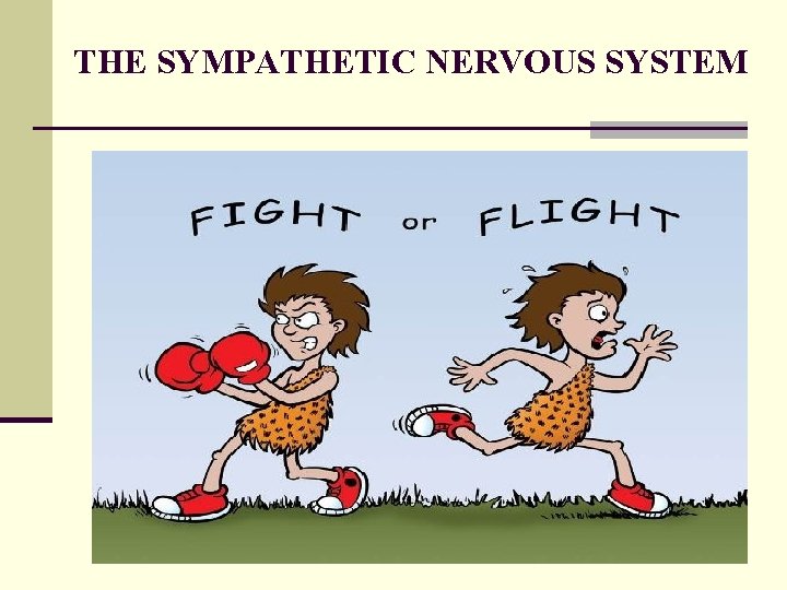 THE SYMPATHETIC NERVOUS SYSTEM 