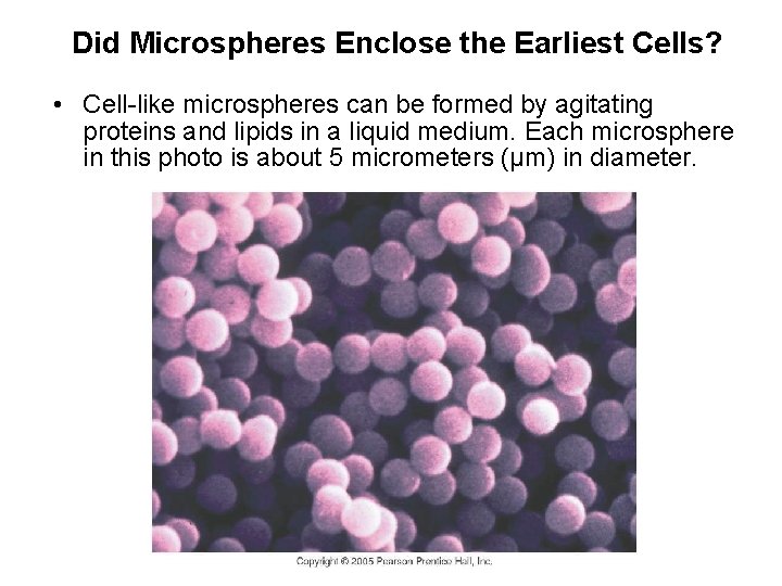 Did Microspheres Enclose the Earliest Cells? • Cell-like microspheres can be formed by agitating