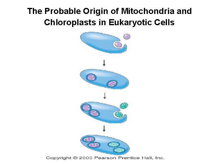 The Probable Origin of Mitochondria and Chloroplasts in Eukaryotic Cells 