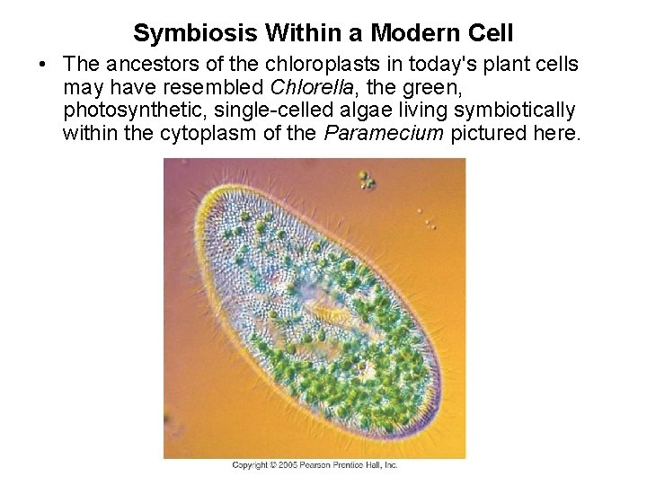 Symbiosis Within a Modern Cell • The ancestors of the chloroplasts in today's plant