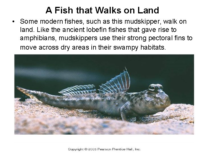 A Fish that Walks on Land • Some modern fishes, such as this mudskipper,
