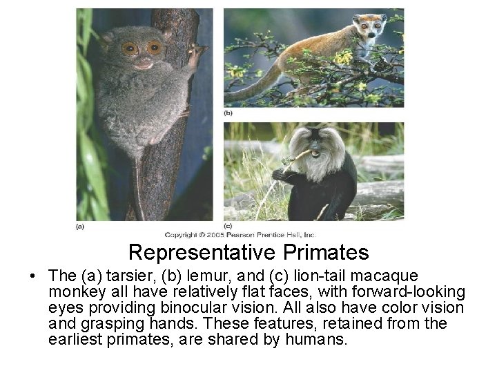 Representative Primates • The (a) tarsier, (b) lemur, and (c) lion-tail macaque monkey all