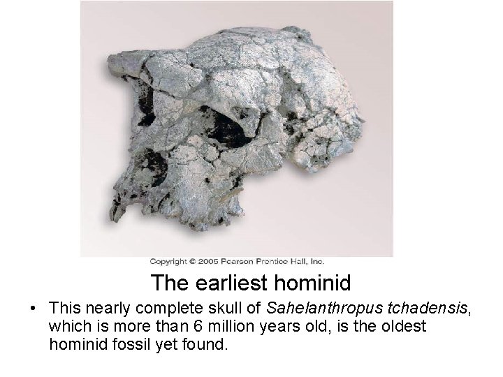 The earliest hominid • This nearly complete skull of Sahelanthropus tchadensis, which is more