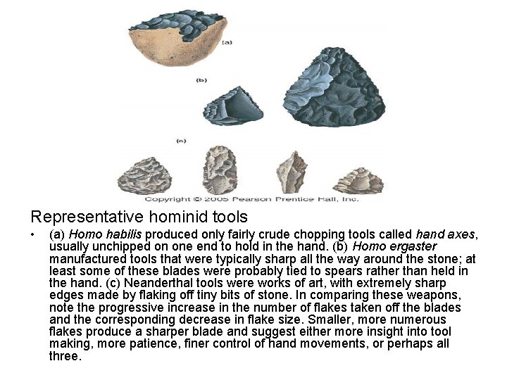 Representative hominid tools • (a) Homo habilis produced only fairly crude chopping tools called