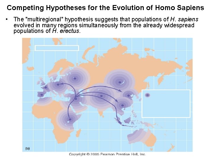 Competing Hypotheses for the Evolution of Homo Sapiens • The "multiregional" hypothesis suggests that