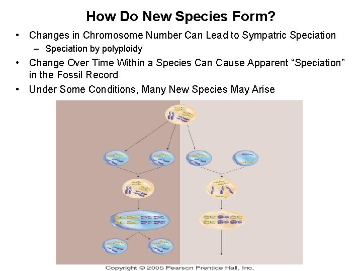 How Do New Species Form? • Changes in Chromosome Number Can Lead to Sympatric