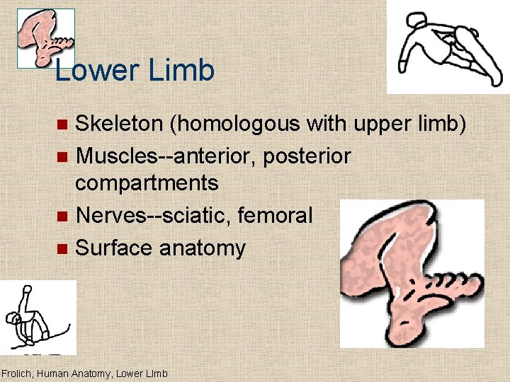 Lower Limb Skeleton (homologous with upper limb) n Muscles--anterior, posterior compartments n Nerves--sciatic, femoral