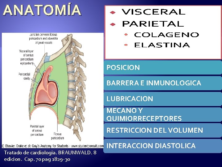 ANATOMÍA POSICION BARRERA E INMUNOLOGICA LUBRICACION MECANO Y QUIMIORRECEPTORES RESTRICCION DEL VOLUMEN Tratado de