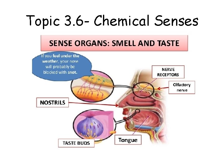 Topic 3. 6 - Chemical Senses 