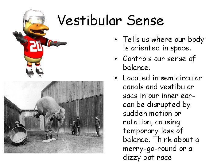 Vestibular Sense • Tells us where our body is oriented in space. • Controls