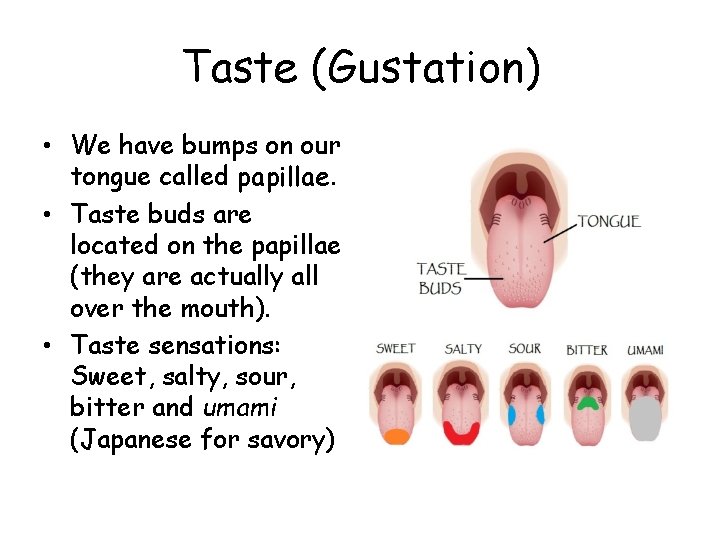 Taste (Gustation) • We have bumps on our tongue called papillae. • Taste buds