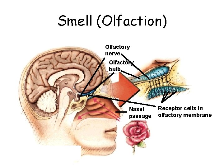 Smell (Olfaction) Olfactory nerve Olfactory bulb Nasal passage Receptor cells in olfactory membrane 