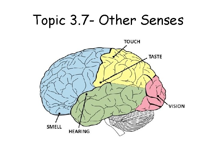 Topic 3. 7 - Other Senses 