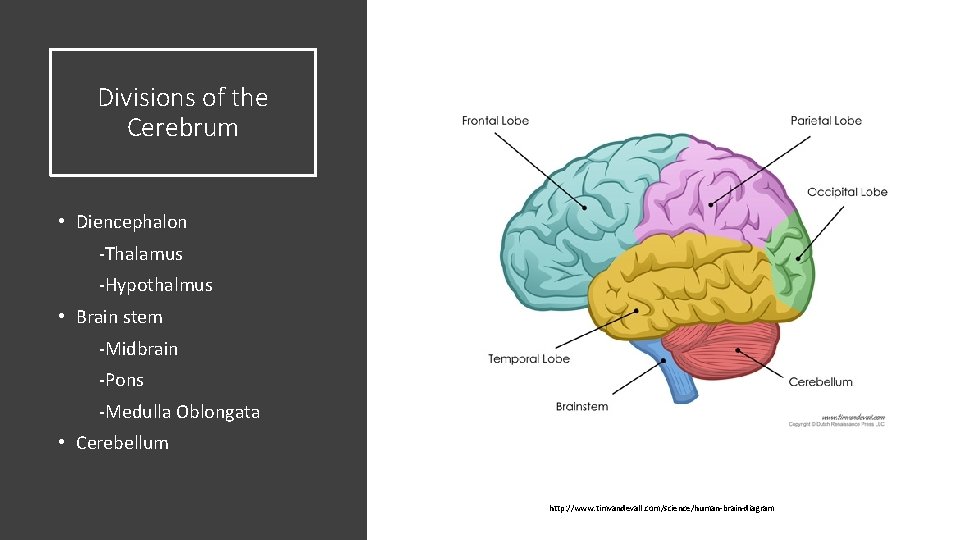 Divisions of the Cerebrum • Diencephalon -Thalamus -Hypothalmus • Brain stem -Midbrain -Pons -Medulla Divisions of the Cerebrum • Diencephalon -Thalamus -Hypothalmus • Brain stem -Midbrain -Pons -Medulla