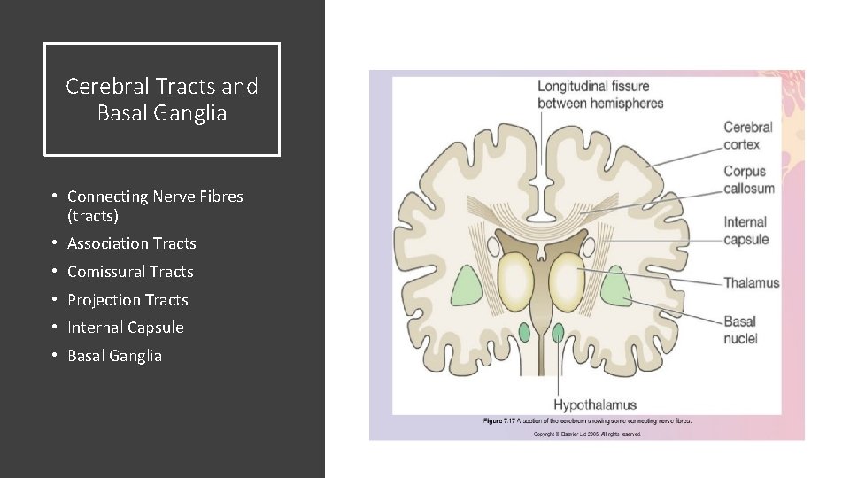 Cerebral Tracts and Basal Ganglia • Connecting Nerve Fibres (tracts) • Association Tracts • Cerebral Tracts and Basal Ganglia • Connecting Nerve Fibres (tracts) • Association Tracts •