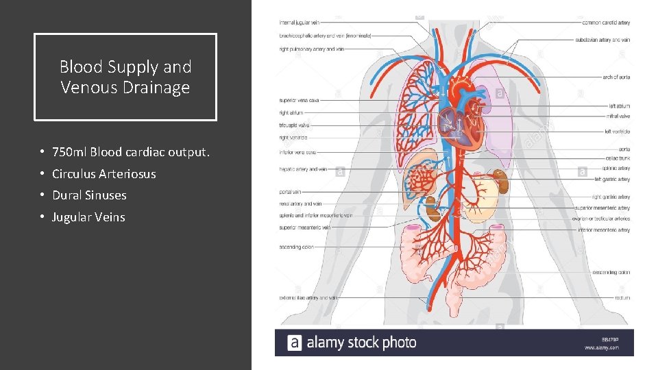 Blood Supply and Venous Drainage • 750 ml Blood cardiac output. • Circulus Arteriosus Blood Supply and Venous Drainage • 750 ml Blood cardiac output. • Circulus Arteriosus