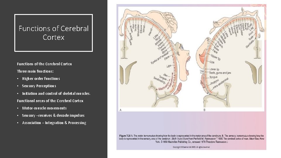 Functions of Cerebral Cortex Functions of the Cerebral Cortex Three main functions: • Higher Functions of Cerebral Cortex Functions of the Cerebral Cortex Three main functions: • Higher