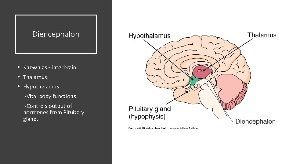 Diencephalon • Known as - interbrain. • Thalamus. • Hypothalamus -Vital body functions -Controls Diencephalon • Known as - interbrain. • Thalamus. • Hypothalamus -Vital body functions -Controls