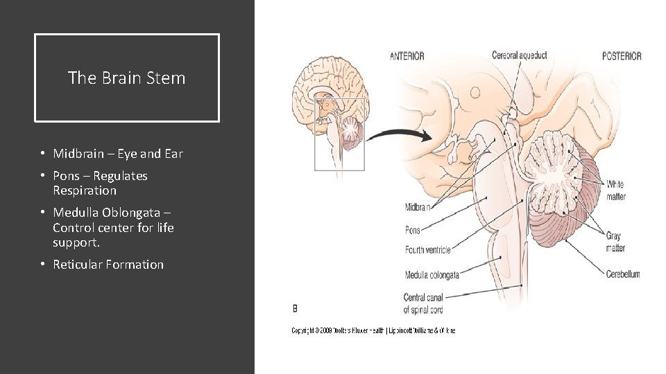 The Brain Stem • Midbrain – Eye and Ear • Pons – Regulates Respiration The Brain Stem • Midbrain – Eye and Ear • Pons – Regulates Respiration