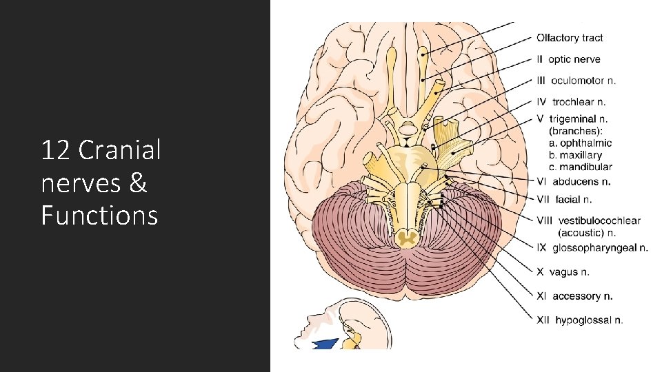 12 Cranial nerves & Functions 12 Cranial nerves & Functions